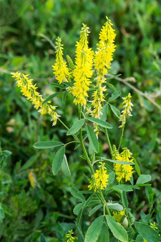 донник лекарственный Melil&oacute;tus officin&aacute;lis