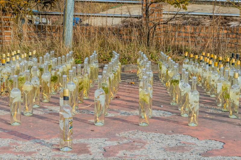 Гымсан, Южная Корея / 13 декабря 2019 / Ряды бутылок женьшеневого ликера, в лучах солнца на парковке / stock-photo dreamstime royalty free Ряды бутылок женьшеневого ликера,