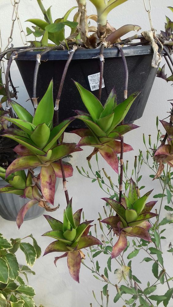 Золотой ус или каллизия душистая (лат. Callisia fragrans / ©pinterest Золотой ус или каллизия душистая (лат. Callisia fragrans