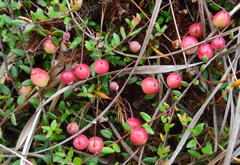 Клюква обыкновенная (Vaccinium oxycoccos) / фрагмент ©flickr Клюква обыкновенная (Vaccinium oxycoccos)