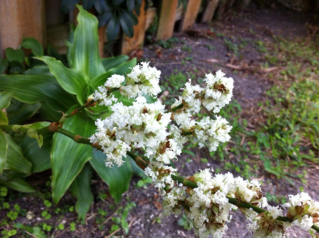 Золотой ус / Callisia fragrans / ©flickr Золотой ус / Callisia fragrans