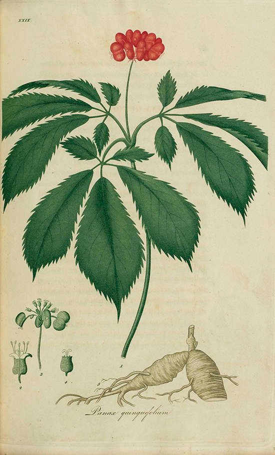 Panax ginseng / ©pinterest Panax ginseng