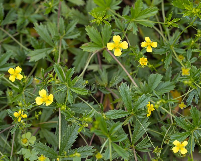 Лапчатка прямостоячая / Potentilla erecta