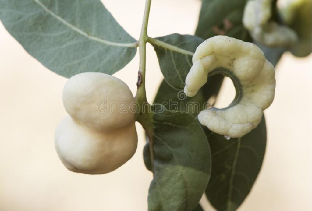 Pistacia terebinthus с галлами на листьях