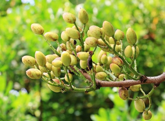 Фисташки / Фисташка настоящая (лат. Pistacia vera)