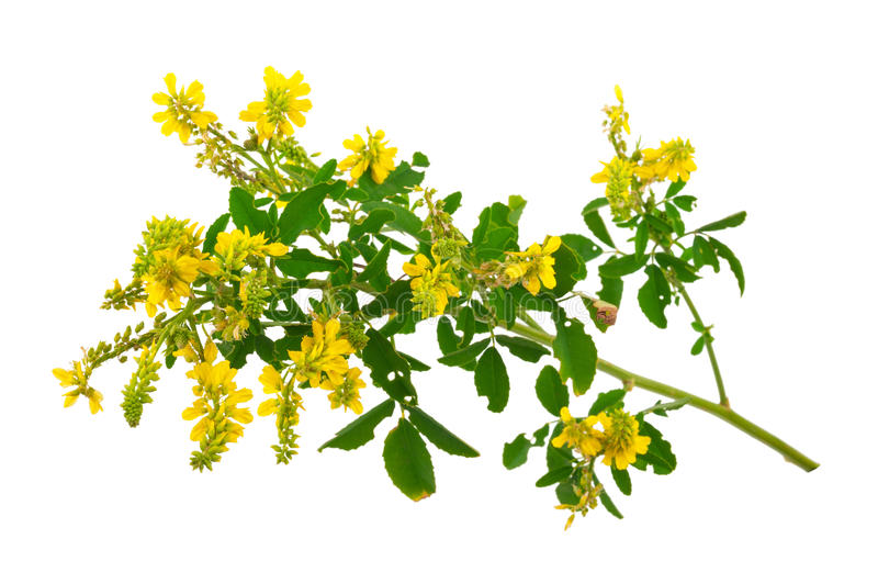донник лекарственный Melil&oacute;tus officin&aacute;lis