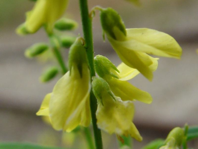 Melil&oacute;tus officin&aacute;lis