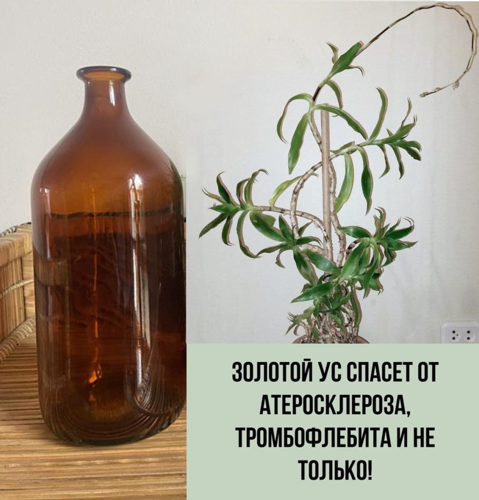 Золотой ус / Настойку золотого уса на водке используют при заболеваниях кожи, суставов, дыхательной системы, для очищения организма, компрессов и растираний. / ©RF Настойку золотого уса на водке используют при заболеваниях