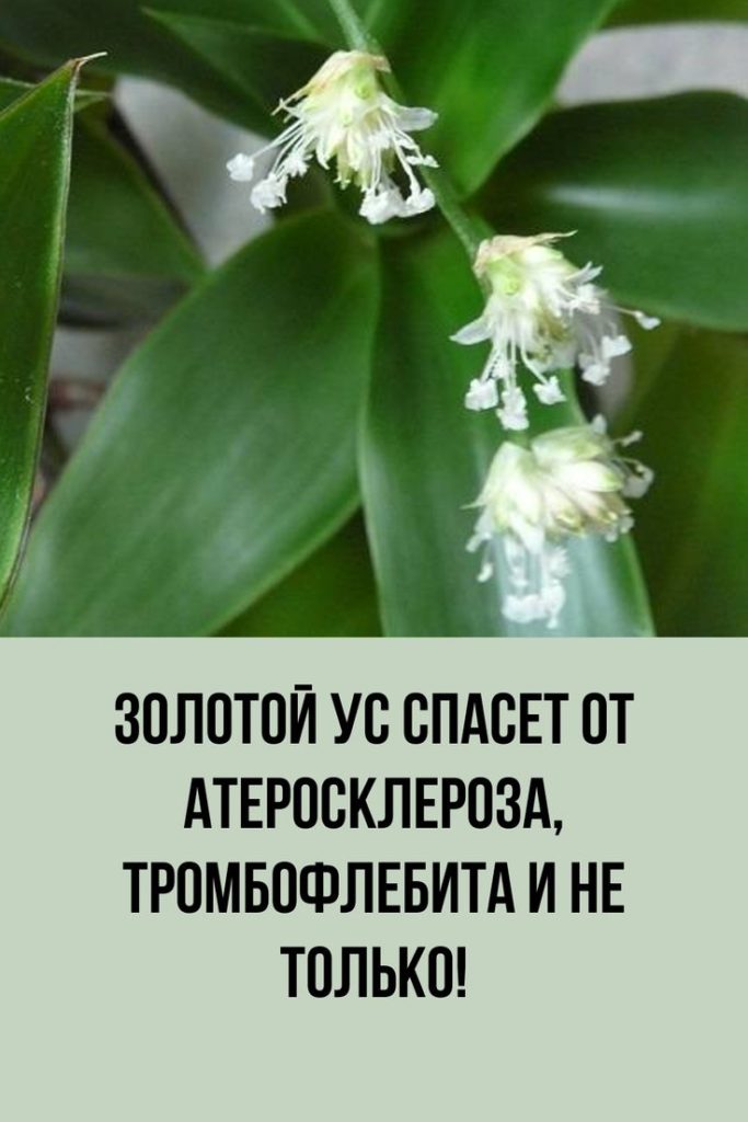 Золотой ус, эффективное лекарственное растение, называют домашним женьшенем / ©pinterest Золотой ус, эффективное лекарственное растение, называют домашним женьшенем