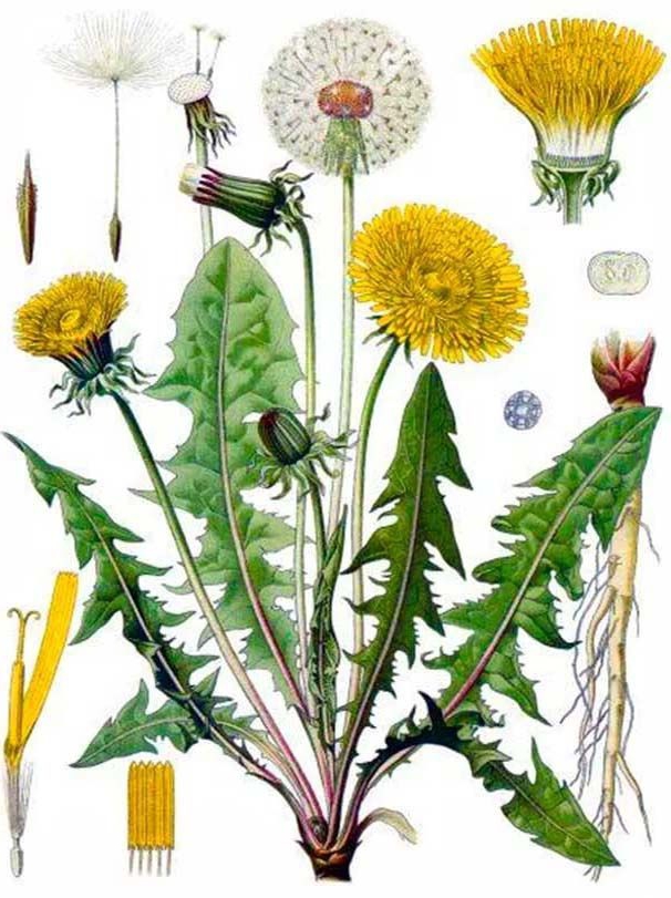 Одуванчик ( Tragopogon pratense L ) Ботаническая иллюстрация из книги / (CC0 1.0) с цветокоррекцией Одуванчик ( Tragopogon pratense L ) Ботаническая иллюстрация из книги / (CC0 1.0) с цветокоррекцией