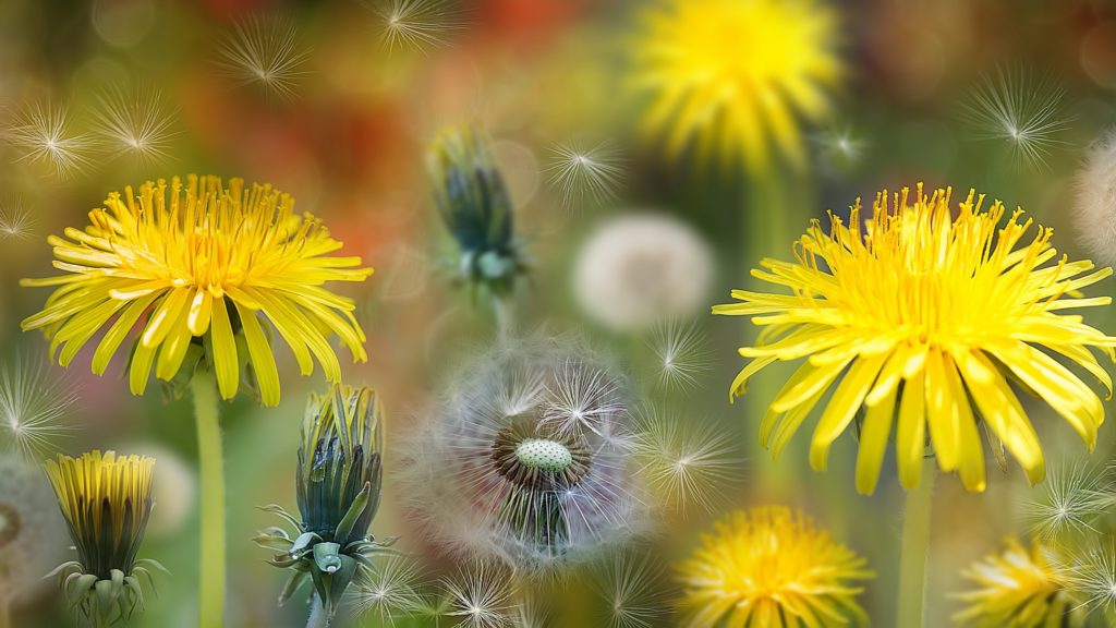Одуванчик (Taraxacum) / ©rare-gallery Одуванчик (Taraxacum) / ©rare-gallery