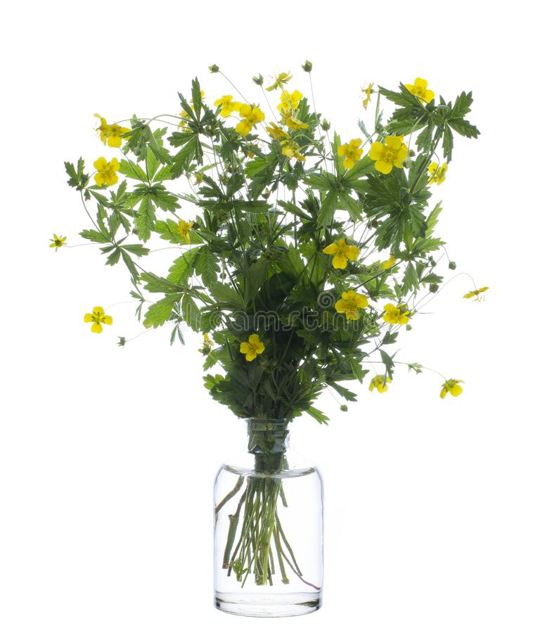 Лапчатка прямостоячая / Potentilla erecta