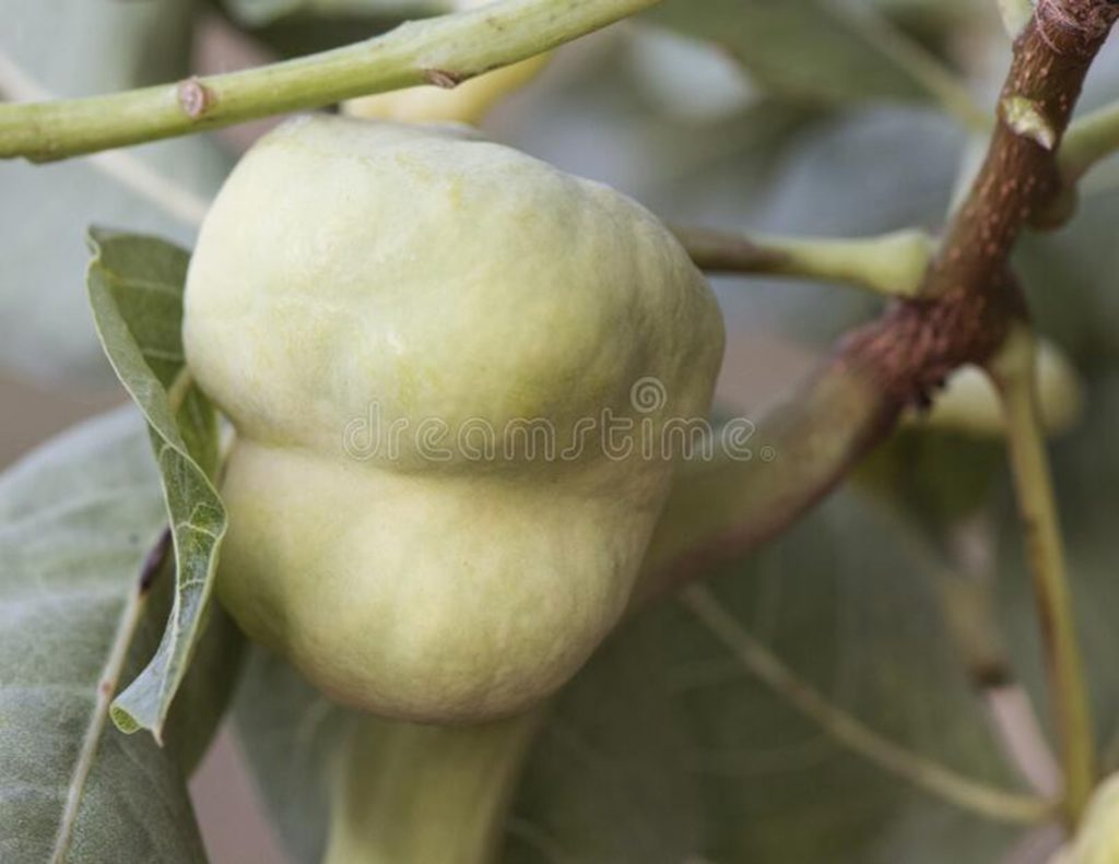 Pistacia terebinthus с галлами на листьях