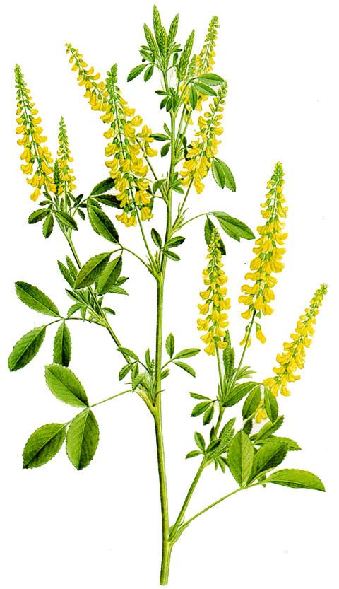 донник лекарственный Melil&oacute;tus officin&aacute;lis