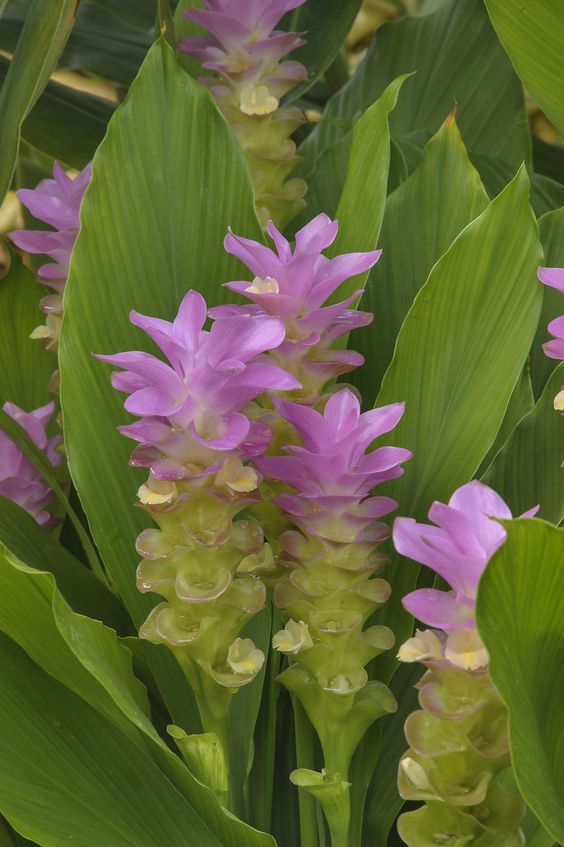 Куркума, Curcuma
