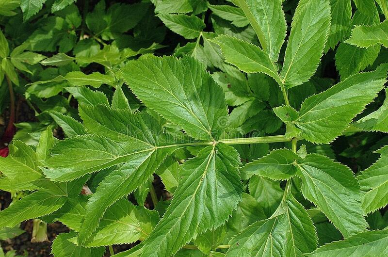 Дудник Лесной (Angelica Sylvestris) . Листья похожие на СНЫТЬ - траву
