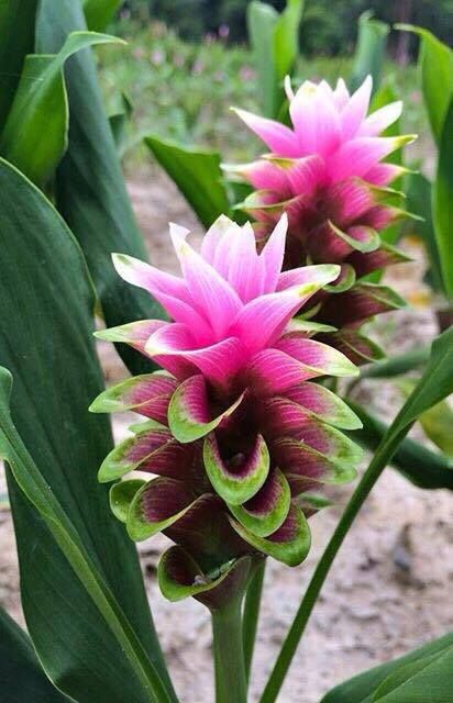 Куркума, Curcuma