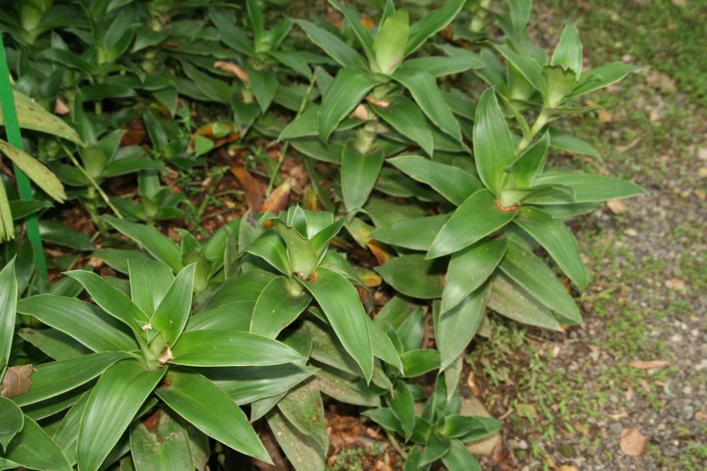 Золотой ус / Callisia fragrans / ©David J. Stang Золотой ус / Callisia fragrans /