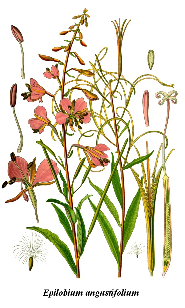 Кипрей узколистный (Epilobium angustifolium) или иван-чай / Ботаническая иллюстрация / (CC0 1.0) Кипрей узколистный (Epilobium angustifolium) или иван-чай / Ботаническая иллюстрация