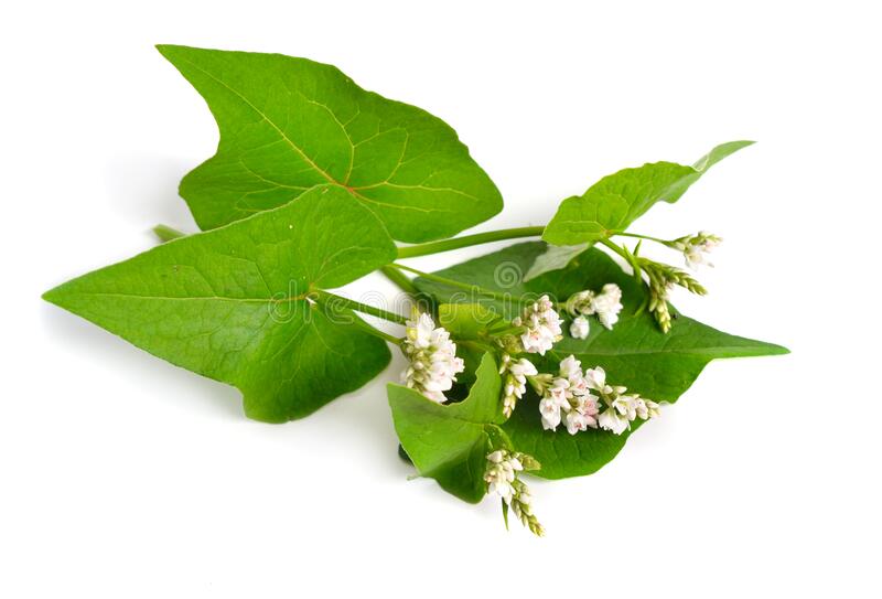 Цветок Гречиха посевная / Fagopyrum esculentum / ©dreamstime Цветок Гречиха посевная / Fagopyrum esculentum