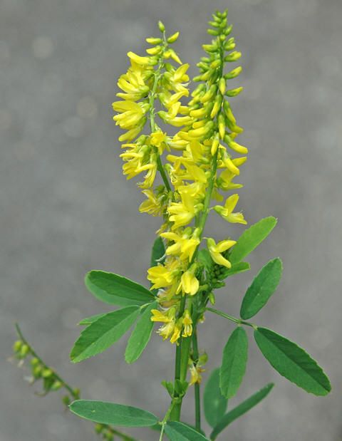 донник лекарственный Melil&oacute;tus officin&aacute;lis