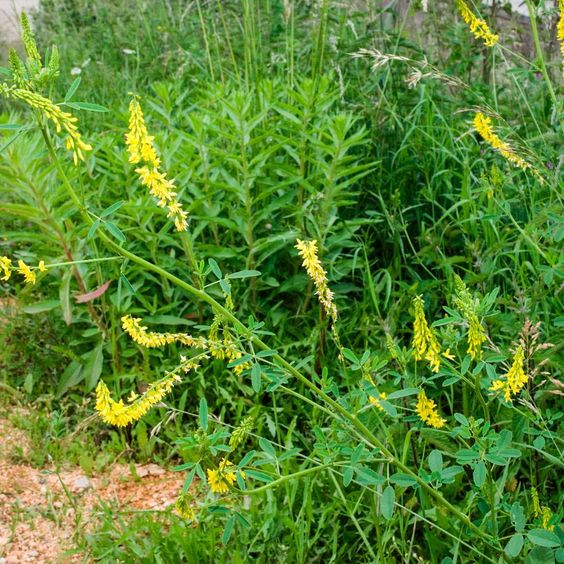 донник лекарственный Melil&oacute;tus officin&aacute;lis