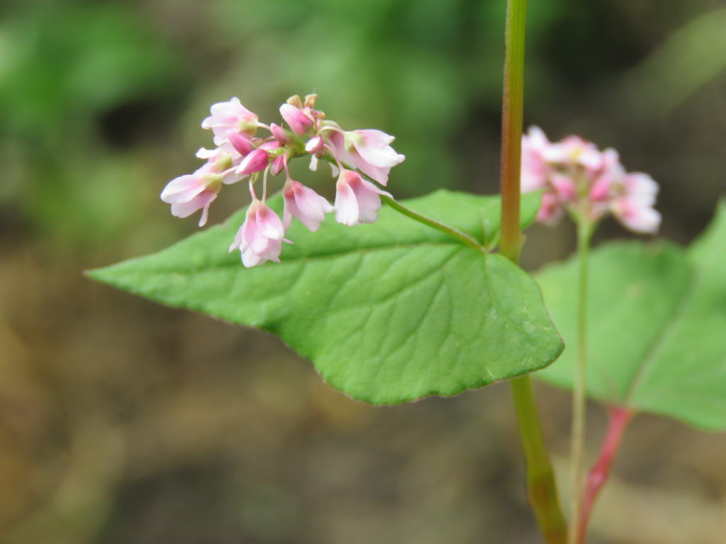 Fagopyrum_esculentum / ©Винаярадж Гречиха посевная Цветение / Fagopyrum esculentum