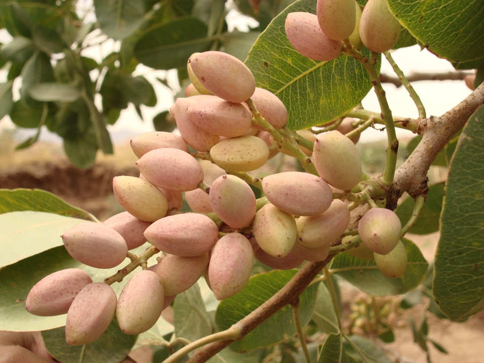 Фисташки / Фисташка настоящая (лат. Pistacia vera) 
