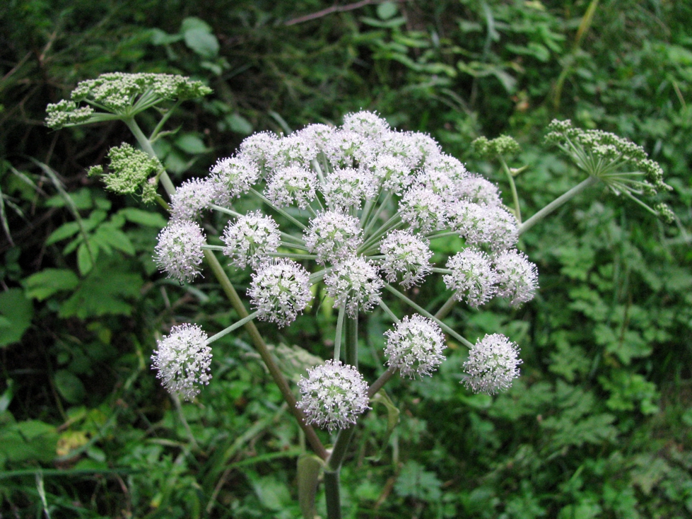 Соцветие вёха ядовитого (Cicuta virosa)