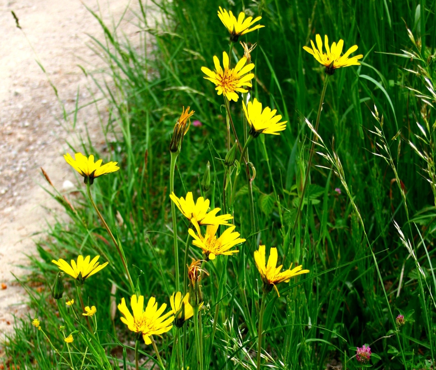 Козлобородник луговой (лат. Tragopogon pratensis) 
