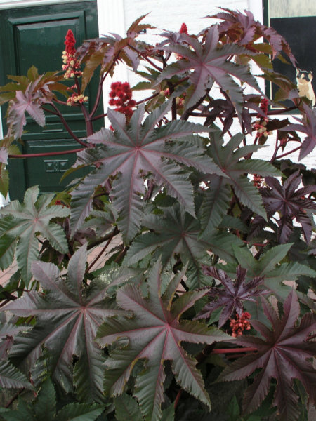 Клещевина обыкновенная (Ricinus communis)