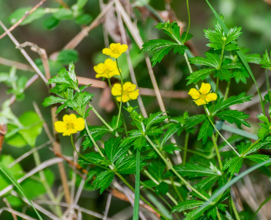 Лапчатка прямостоячая / Potentilla erecta