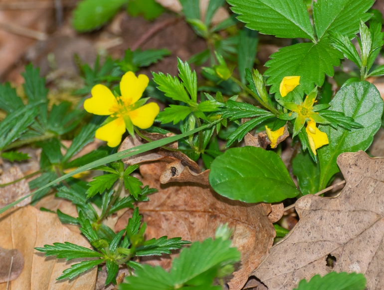 Лапчатка прямостоячая / Potentilla erecta