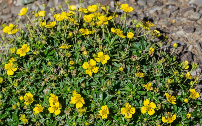 Лапчатка прямостоячая / Potentilla erecta