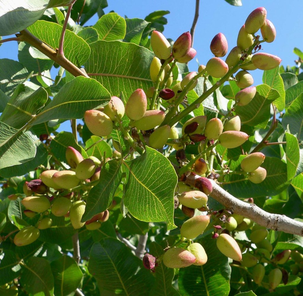Фисташки / Фисташка настоящая (лат. Pistacia vera) 