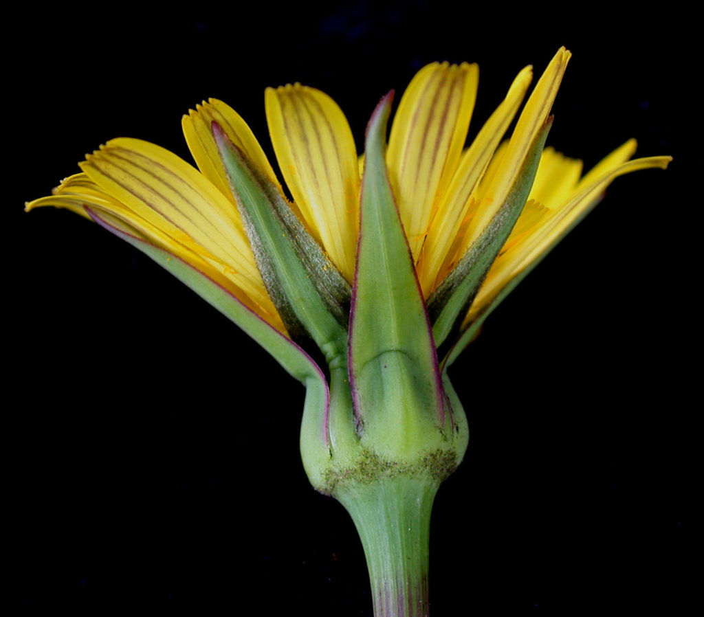 Tragopogon pratensis