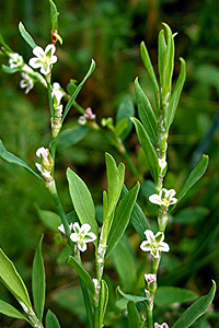 Спорыш обыкновенный (Polygonum aviculare)