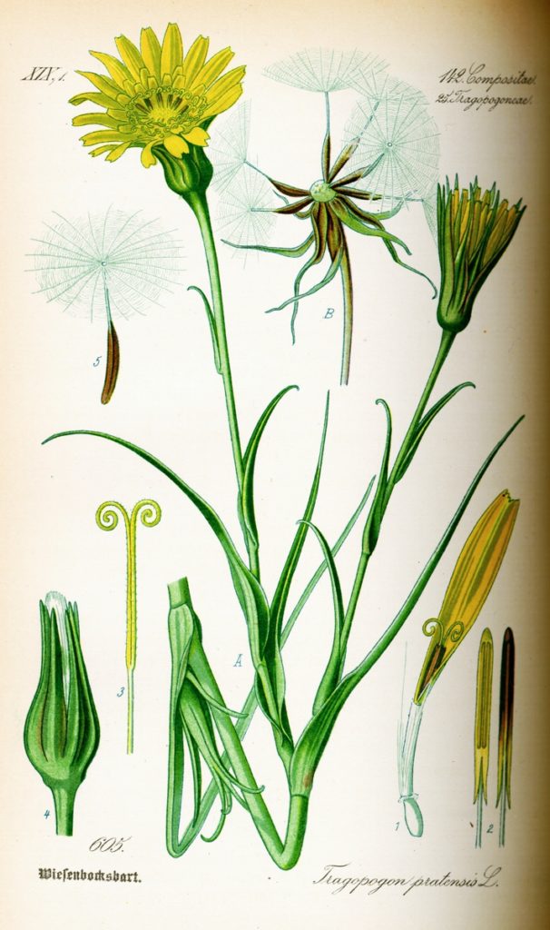 Козлобородник луговой (лат. Tragopogon pratensis)