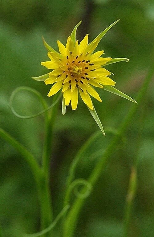 Козлобородник луговой (лат. Tragopogon pratensis)
