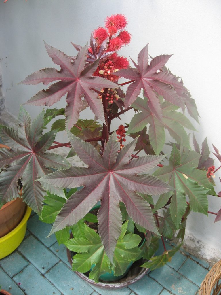 Клещевина обыкновенная (Ricinus communis)