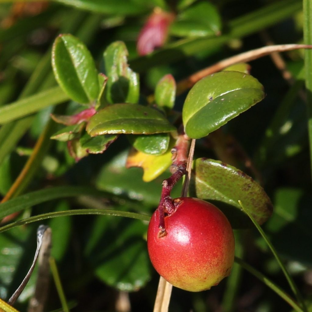 Клюква обыкновенная (Vaccinium oxycoccos) / ©Альпийская горка Клюква обыкновенная (Vaccinium oxycoccos)