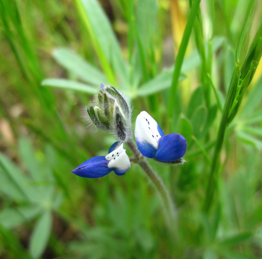 Lupinus_polycarpus