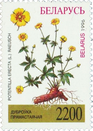 image01 1.jpg .psd - Лапчатка прямостоячая