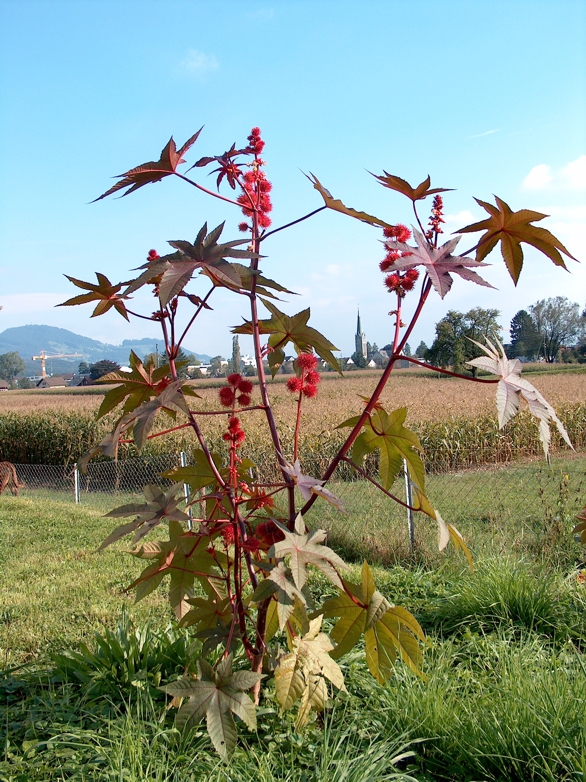 Клещевина обыкновенная (Ricinus communis)