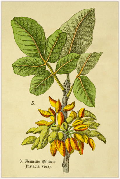 Фисташки / Фисташка настоящая (лат. Pistacia vera)