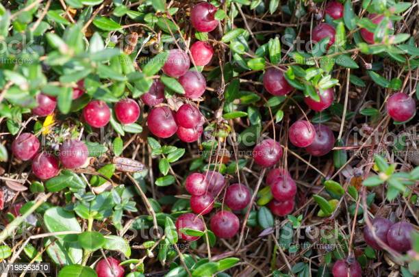 Клюква обыкновенная (Vaccinium oxycoccos) / ©istockphoto Клюква обыкновенная (Vaccinium oxycoccos)