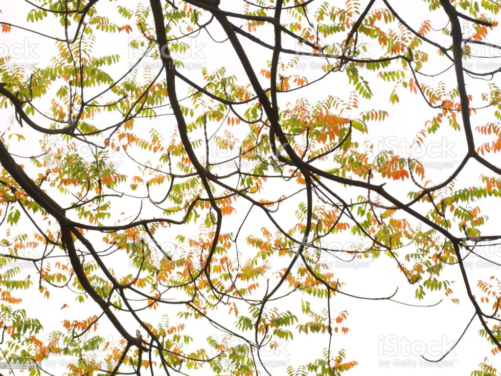 Фисташка китайская (Pistacia chinensis) 