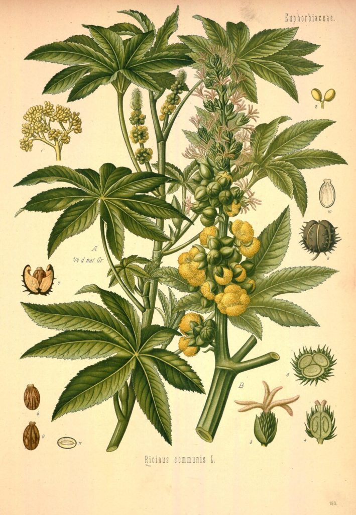 Клещевина обыкновенная (Ricinus communis) Ботаническая иллюстрация 