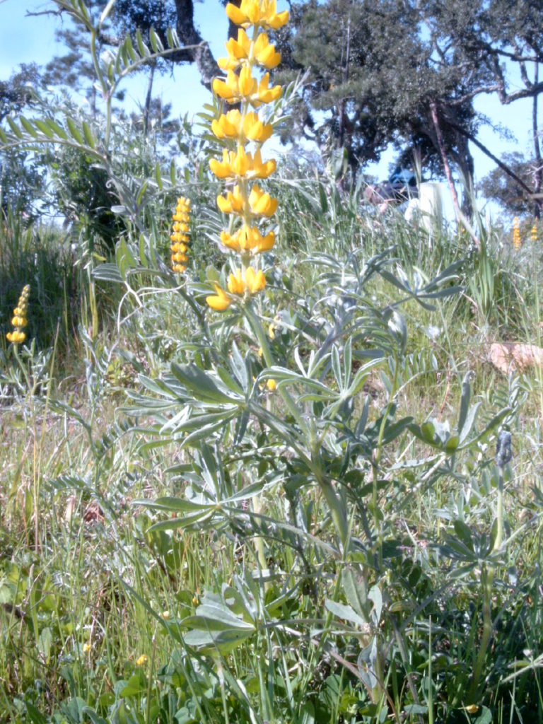 Lupinus luteus (желтый люпинус)