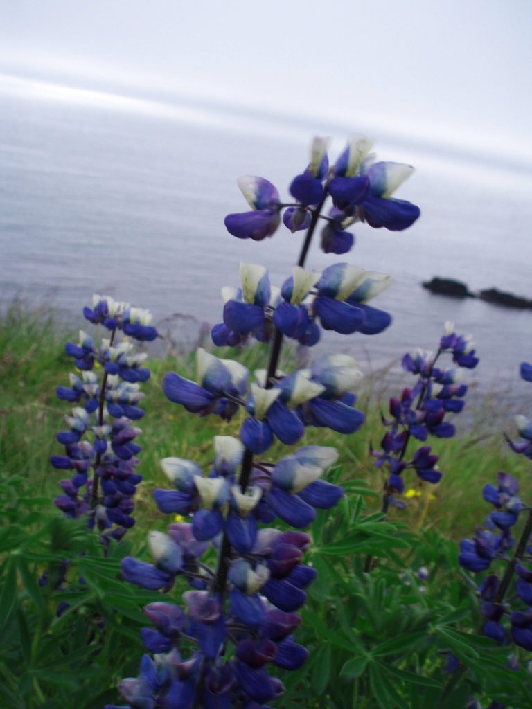 Lupinus nootkatensis 
